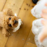 フォトウェディング,ペット,大阪