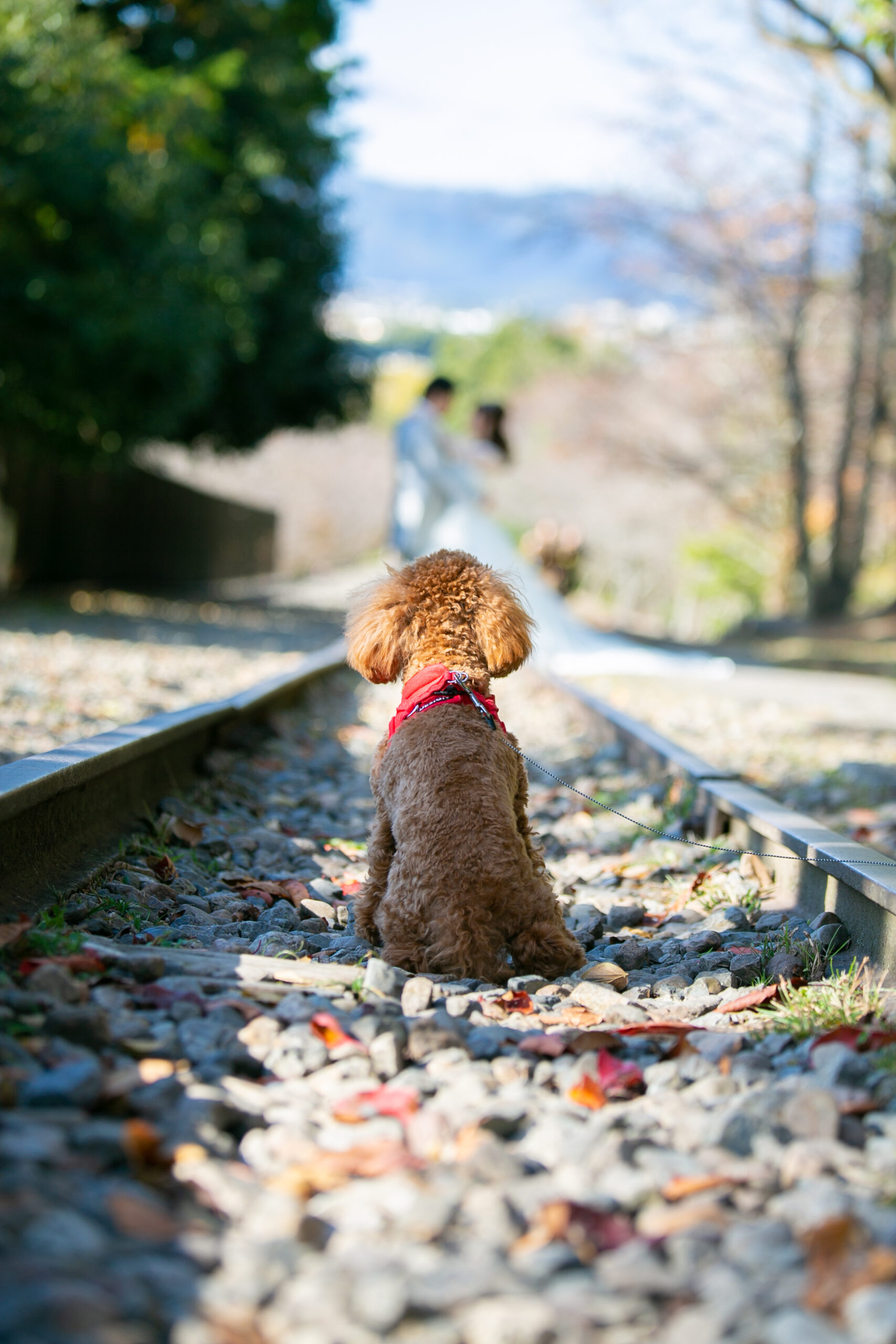 ウェディングフォト,愛犬に見つめられる面白いポーズ
