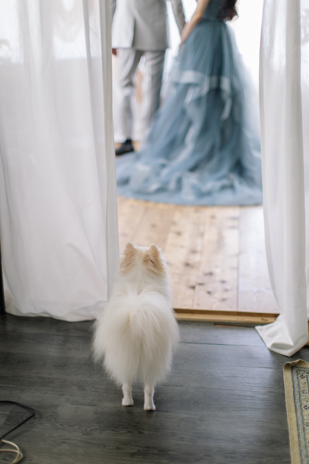 大阪でウェディングフォトを撮影している新郎新婦を見ているペットの犬