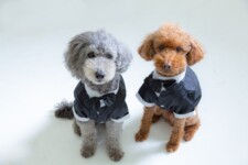 フォトウェディング,大阪,ペット