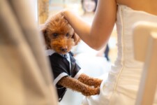 フォトウェディング,大阪,ペット