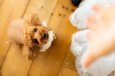 フォトウェディング,大阪,ペット